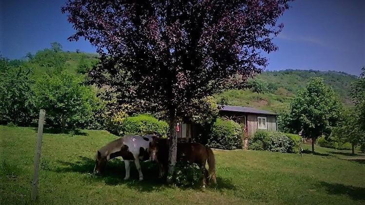 La Fregiere Chalets Clairvaux-d'Aveyron Exterior foto