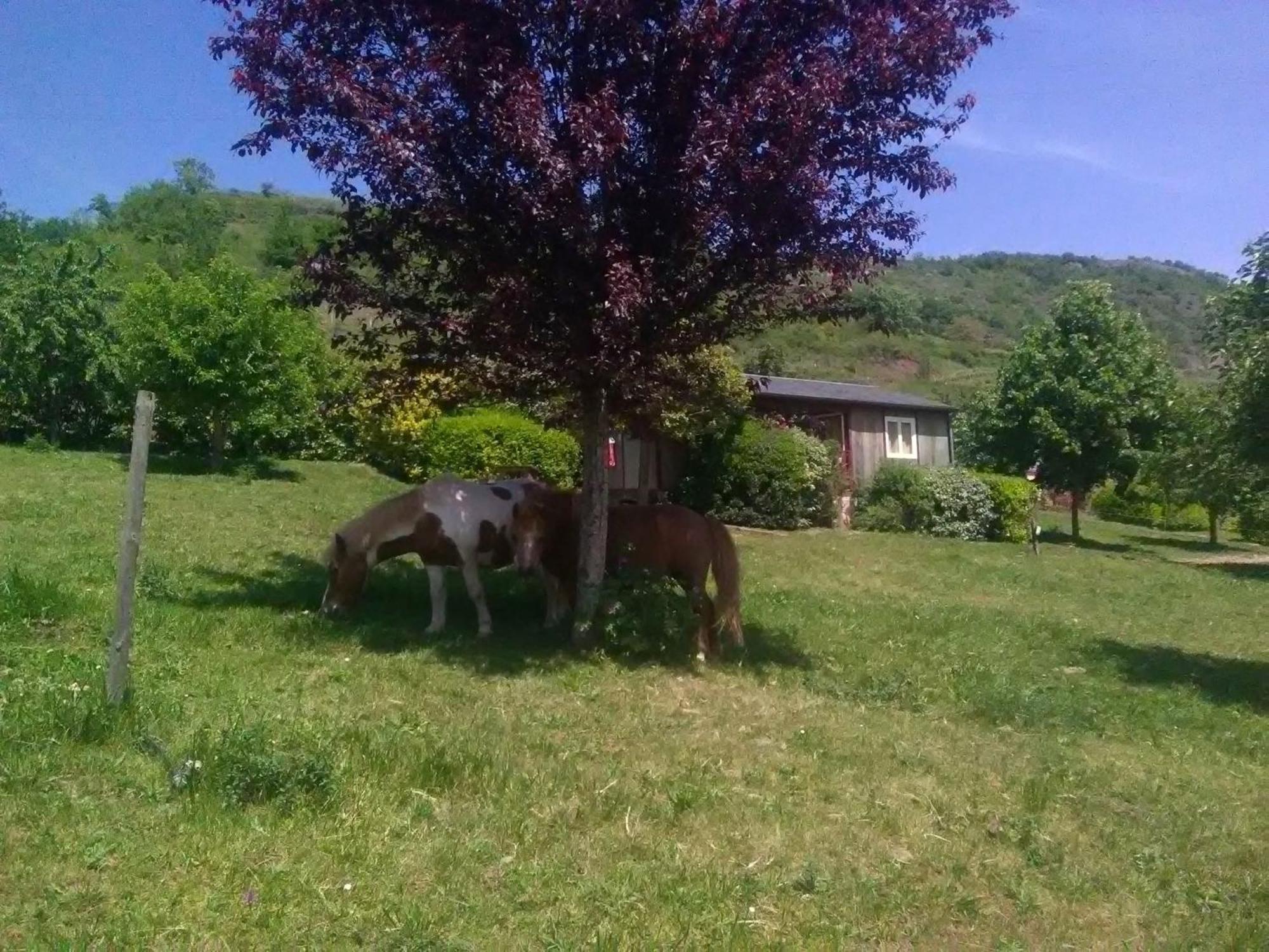 La Fregiere Chalets Clairvaux-d'Aveyron Exterior foto