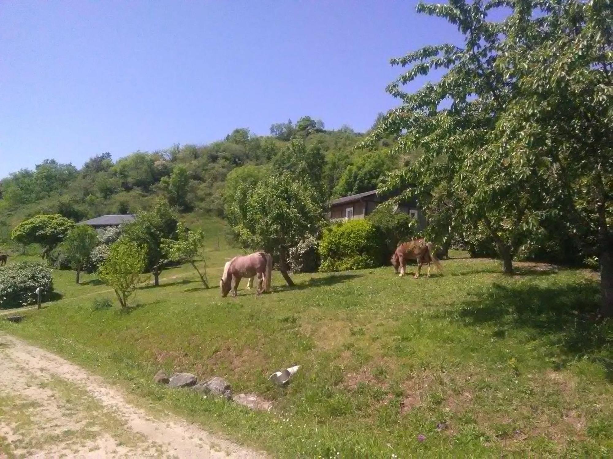 La Fregiere Chalets Clairvaux-d'Aveyron Exterior foto