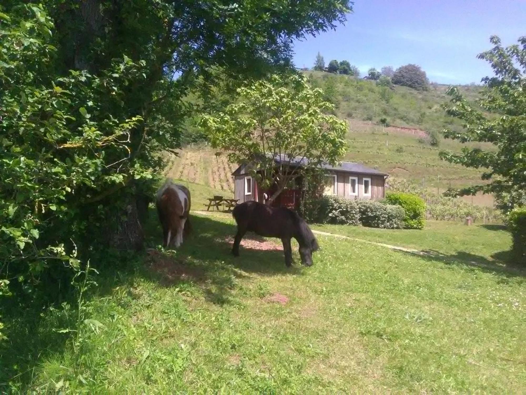 La Fregiere Chalets Clairvaux-d'Aveyron Exterior foto