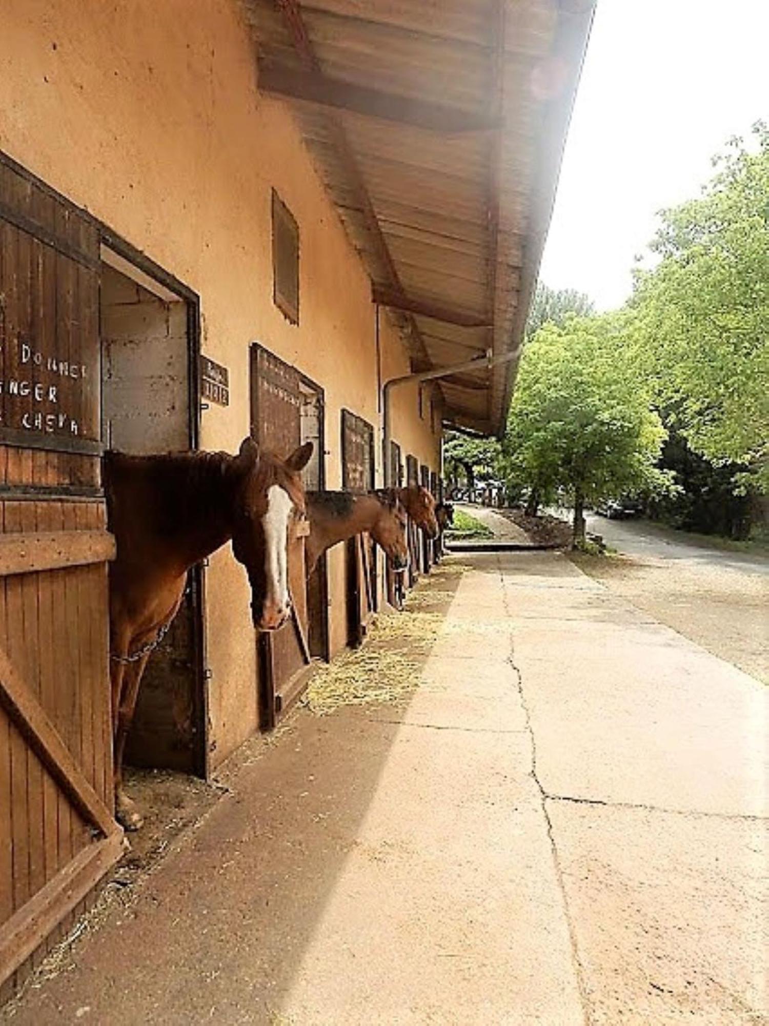 La Fregiere Chalets Clairvaux-d'Aveyron Exterior foto